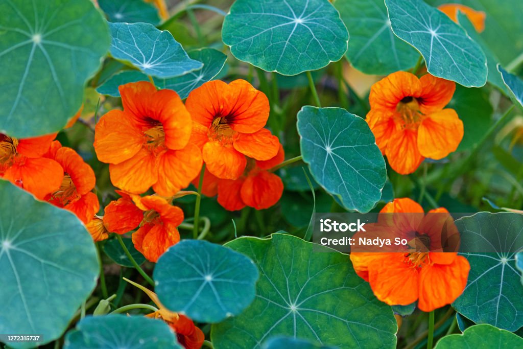 Nasturtium - South American trailing plant with round leaves and bright orange, yellow, or red ornamental edible flowers Nasturtium Stock Photo