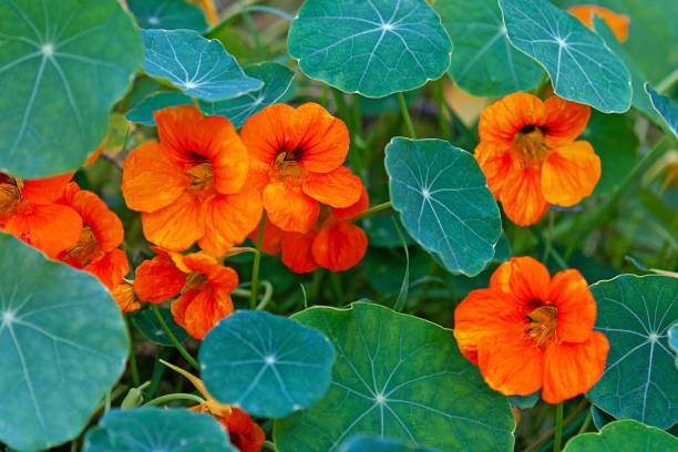 Nasturtium - South American trailing plant with round leaves and bright orange, yellow, or red ornamental edible flowers Nasturtium - South American trailing plant with round leaves and bright orange, yellow, or red ornamental edible flowers tropaeolum majus garden nasturtium indian cress or monks cress stock pictures, royalty-free photos & images
