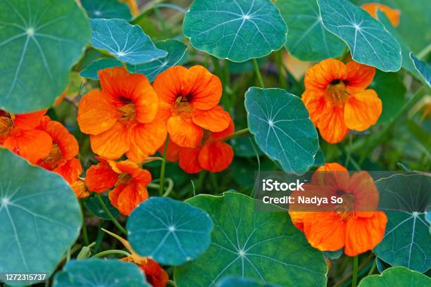 Nasturtium South American Trailing Plant With Round Leaves And Bright Orange Yellow Or Red Ornamental Edible Flowers Stock Photo - Download Image Now
