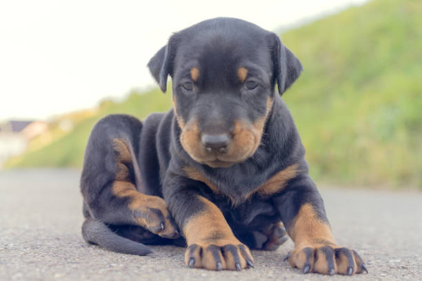 istock Cute little Puppy Pets 1272315753