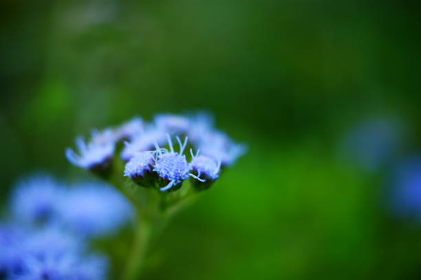 istock Blue fuzzy flower close-up 1272315865