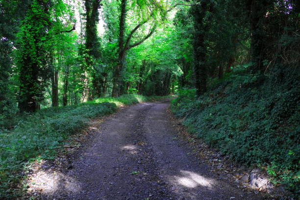istock Forest path in Streatley’s Chalk Grasslands 1272315955