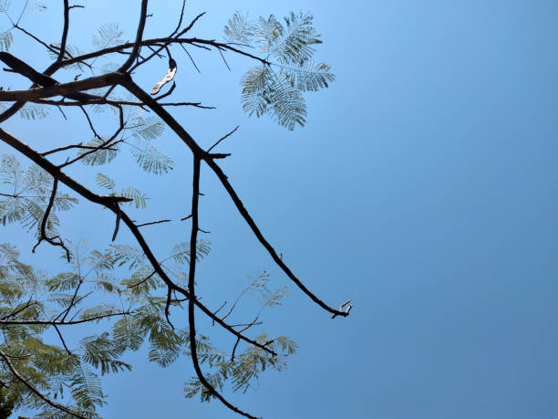 The beauty of the tree with blue sky background. Nature concept