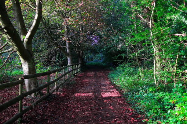 istock Forest path in Streatley’s Chalk Grasslands 1272316087