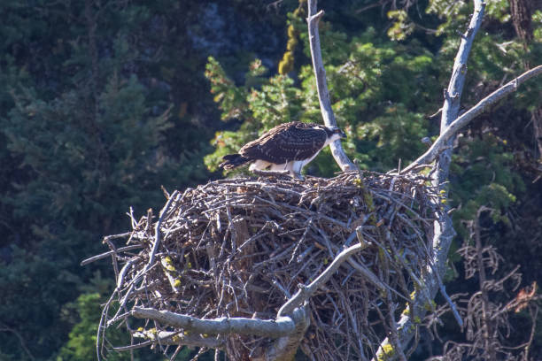 istock Osprey on nest in Yellowstone 1272316604