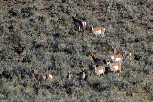 Pronghorn herd on a hillside in Yellowstone