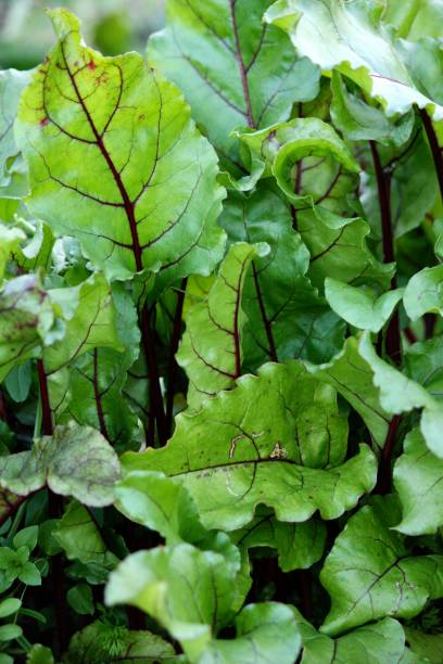 istock Beetroot Growing in an Organic Garden 1272316636