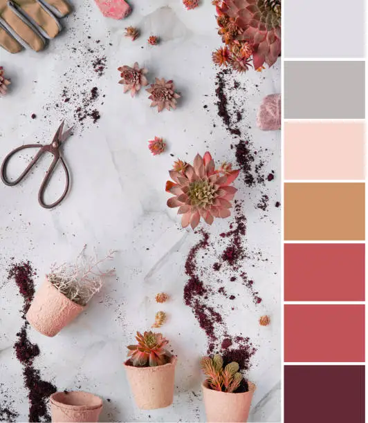 Color matching palette from top view image of Sempervivum succulent plants on light stone background in red and brown colors. Plants, hand in glove, scissors and seedling pots.