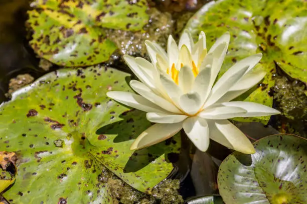 Yellow Water Lily And Green Lilypads