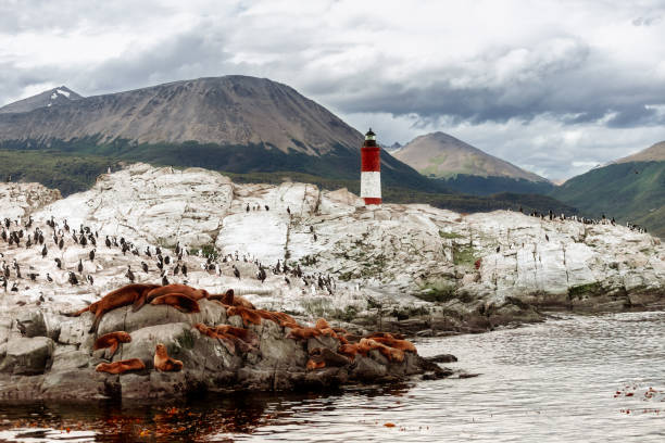 Sea lions remain on a stone island in the Beagle Channel with the Lighting Lights lighthouse in the background Sea lions rest on a stone island in the Beagle Channel with the Les Eclaireurs lighthouse in the background les eclaireurs lighthouse photos stock pictures, royalty-free photos & images