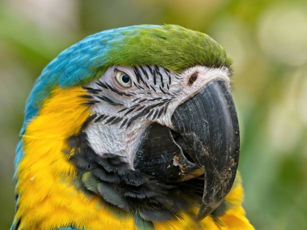 istock Gold and blue macaw close-up 1272321554