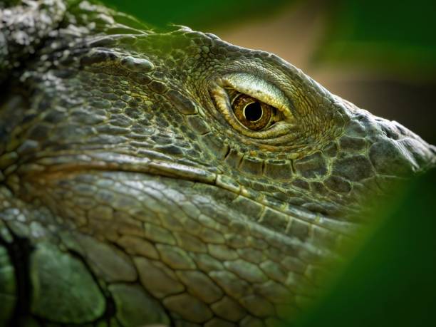 istock Green iguana close-up 1272321555