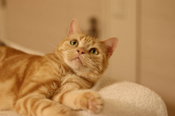 istock A little surprised cat American Shorthair. 1272323165