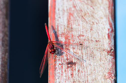 A vibrant red-veined dropwing dragonfly (Trithemis arteriosa) on red and white painted wood beam, Groot Marico, South Africa