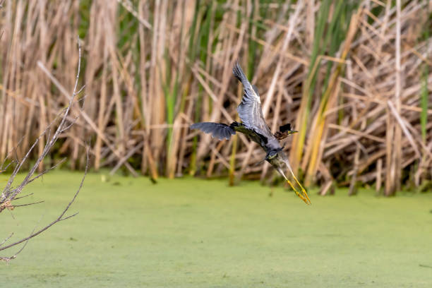 istock The small green heron in flight 1272327336