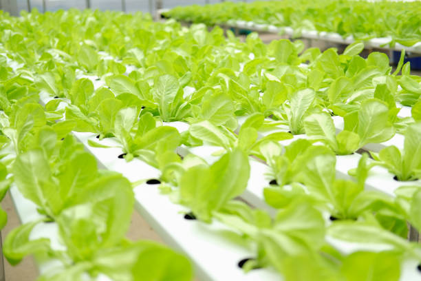 istock lettuce vegetable growing in plant nursery in hydroponics farm 1272327519