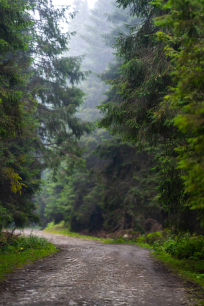 istock Mountain road in a foggy day 1272330321