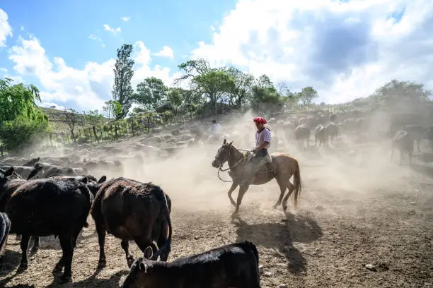 Photo of Teenage Argentine gaucho herding cattle in dusty corral