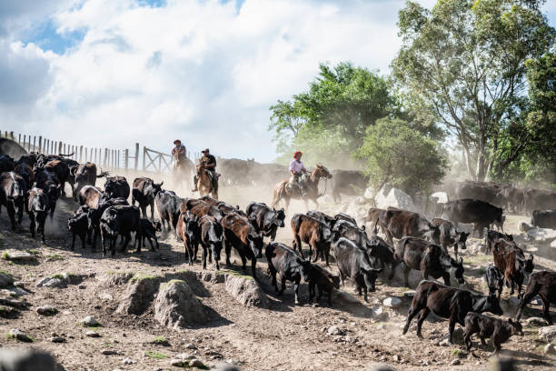 istock Argentine Gauchos herding cattle through hillside outcrop 1272334131
