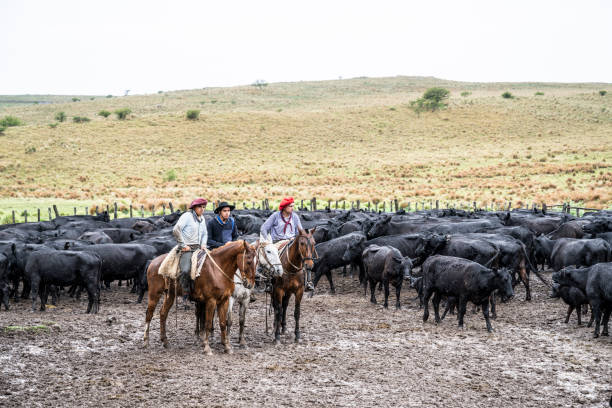 istock Young gauchos sitting on horseback with cattle on rainy day 1272334140
