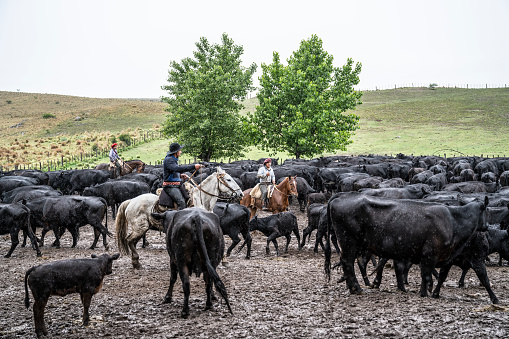 Gauchos in late teens herding prized Aberdeen Angus cattle on horseback through muddy enclosure on Argentine estancia.