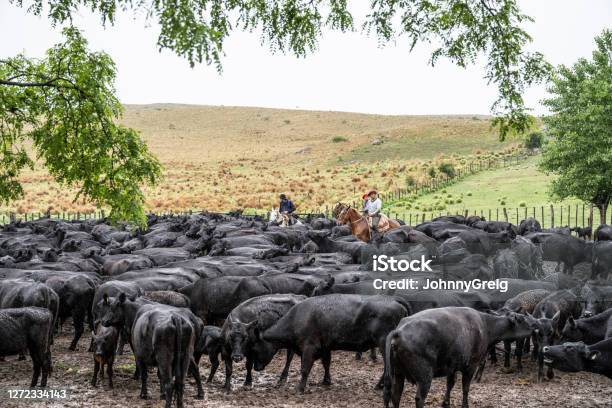 Herd Of Aberdeen Angus Cattle And Argentine Gauchos Stock Photo - Download Image Now