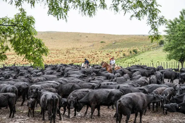 Photo of Herd of Aberdeen Angus cattle and Argentine gauchos