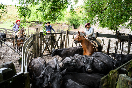 Wet teenage Argentine gauchos working to move Aberdeen Angus cattle through muddy estancia pen on rainy day.