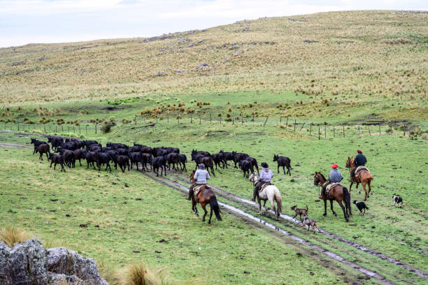istock Elevated viewpoint of gauchos and dogs herding beef cattle 1272334157