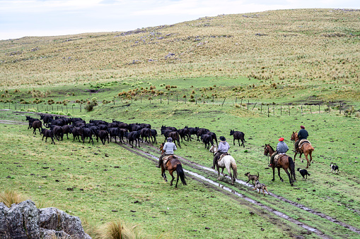 High angle view from outcrop of Argentine gauchos on horseback with dogs herding Aberdeen Angus cattle.