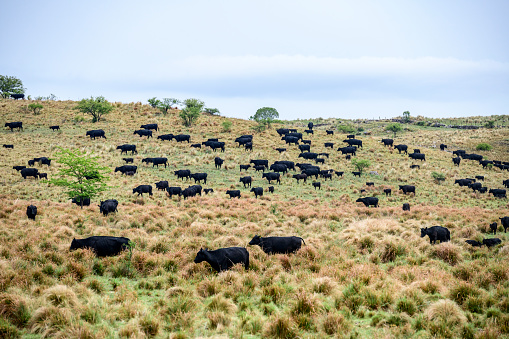 Aberdeen Angus cattle spread out and enjoying new springtime growth while grazing on hillsides of Argentine pampas