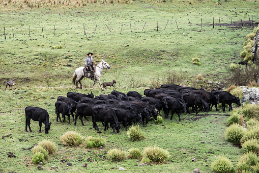 Young gaucho on horseback approaching small herd of Aberdeen Angus cattle while grazing in grassy area of Argentine estancia.