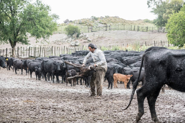 istock Argentine gaucho managing calf for vaccination on estancia 1272334205