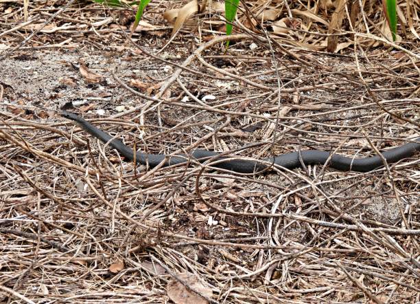 istock Southern Black Racer (Coluber constrictor priapus) moving through twigs 1272334391