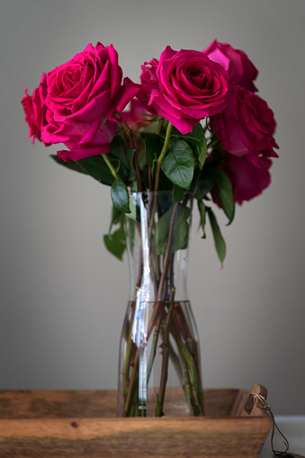 Bunch of pink roses in a vase on plain background