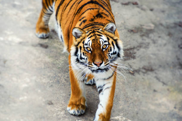 istock Beautiful amur tiger portrait 1272335843