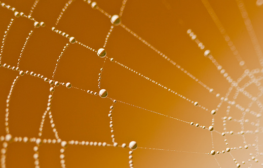 Dew drops on spider web (cobweb) on green garden background. High resolution photo. Full depth of field.