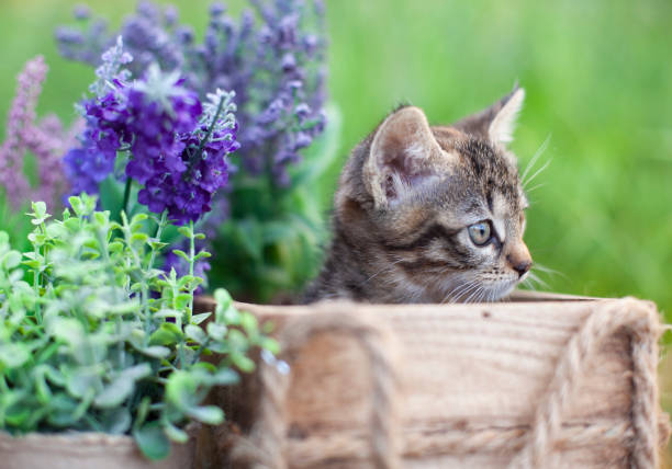istock Fluffy grey cat sits in wicker basket in summer garden 1272339387