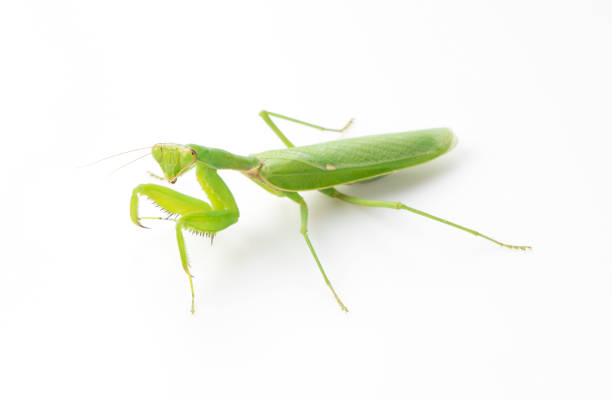 istock Japanese Harabiro mantis on a white background 1272339492