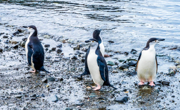 istock Chinstrap Penguins Frei Station Antarctica 1272340154