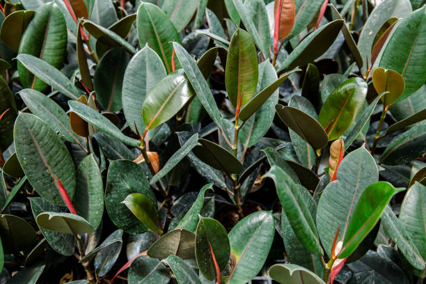 istock India, Sweden, Close-up, Houseplant, Leaf 1272341961