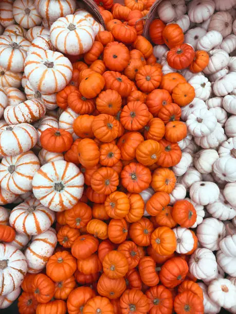 Photo of Pumpkins, autumnal harvest, small pumpkin, texture or autumn background.