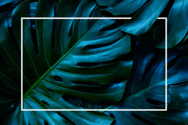 istock tropical monstera leaves with white frame 1272349742