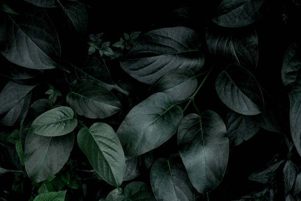 istock closeup nature view of green leaf background 1272349752