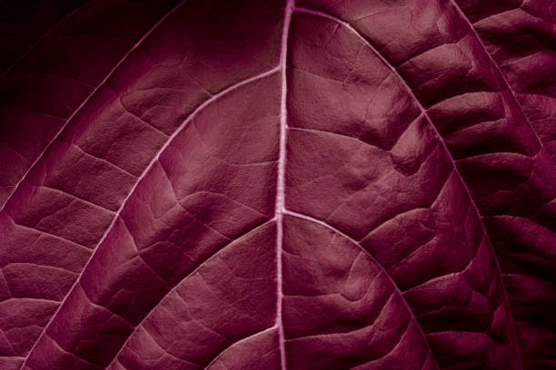 istock closeup nature view of purple leaf background 1272349767