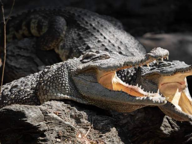istock Close up Crocodile was Sunbathing on The Rock 1272350309