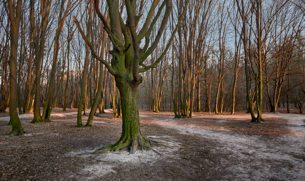 istock autumn forest with a big tree in the sunlight 1272354966