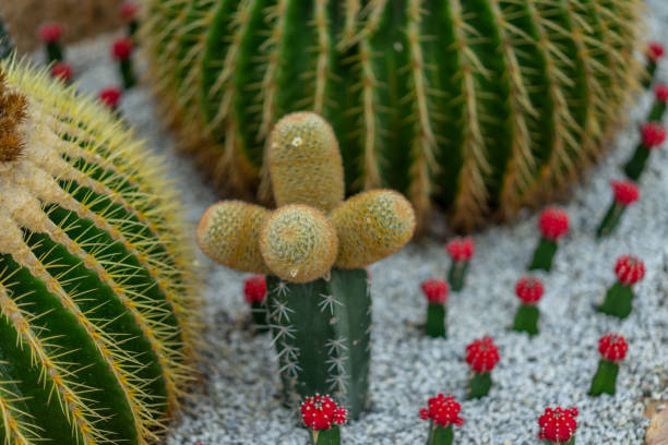 istock Cactus in small garden.  Nature at home concept 1272355073