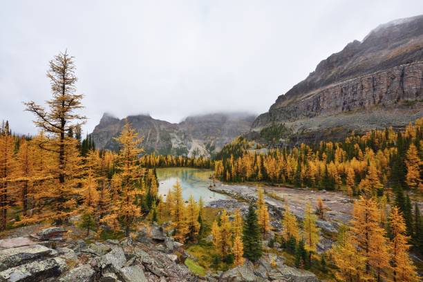 istock Opabin Plateau trail and Lake O'Hara, Yoho National Park, BC 1272356310
