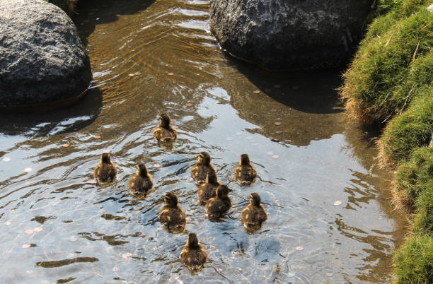 istock Baby Ducklings on Bridge and in Pond 1272358114